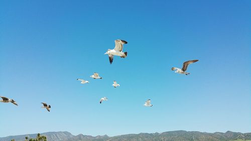 Low angle view of seagulls against clear blue sky