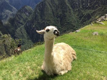 Portrait of sheep on field