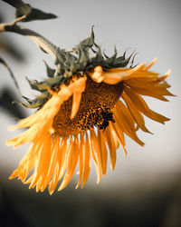 Close-up of wilted sunflower