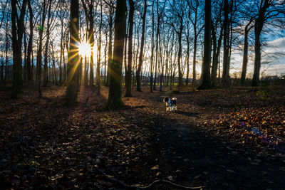 Dog and bare trees in forest during sunset