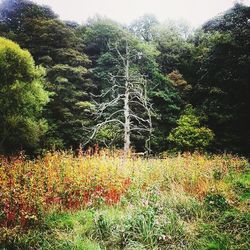 Plants growing on field