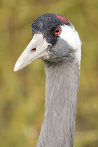 Head shot of a common crane 