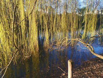 Scenic view of lake in forest