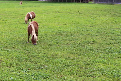 Horse grazing in field