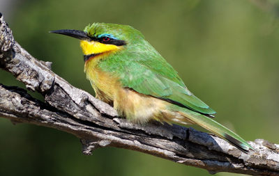 Close-up of bee eater bird perching on branch