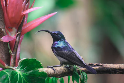 Close-up of bird perching on branch