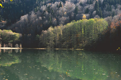 Scenic view of lake in forest