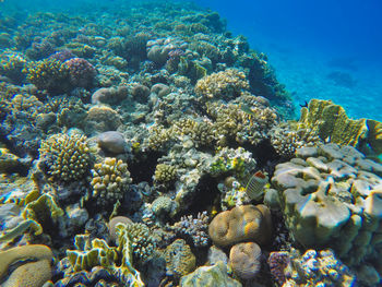 View of fish swimming in sea