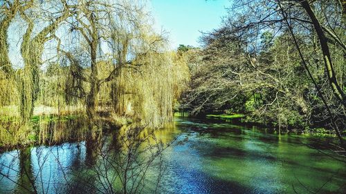 Reflection of trees in water