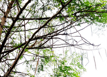 Low angle view of trees against sky