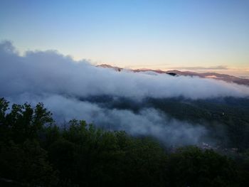 Scenic view of trees in forest against sky