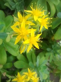 Close-up of yellow flower