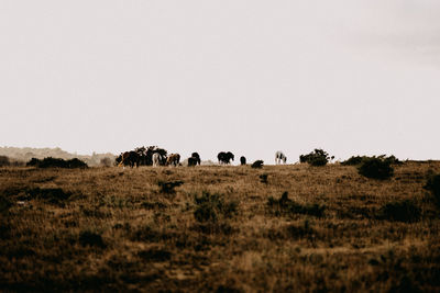 View of horses on field against clear sky