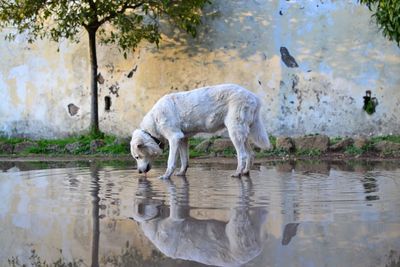 Dogs standing in water