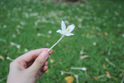 Hand holding white flowering plant in field