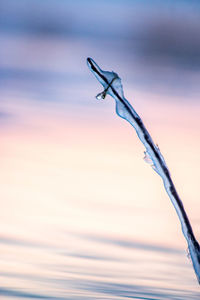 Low angle view of frozen stick against cloudy sky during sunset