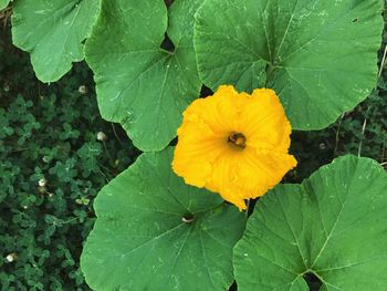 High angle view of yellow flower blooming outdoors