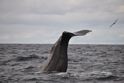 Whale swimming in sea against cloudy sky