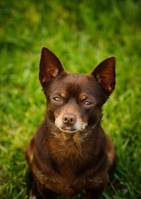 Portrait of chihuahua sitting on green grass