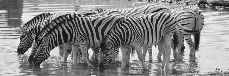 Zebras drinking water in lake
