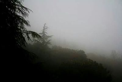 Trees in foggy weather
