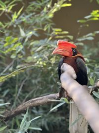 Close-up of bird perching on branch