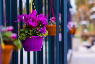 Close-up of pink flower pot