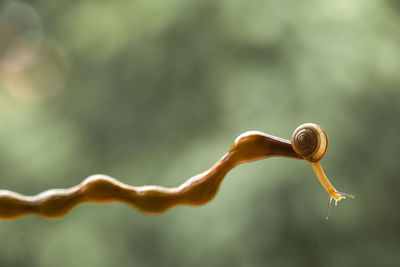 Close-up of snail on plant