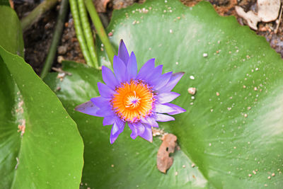 High angle view of purple flowering plant