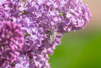 Close-up of bee on purple flowers