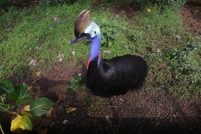 High angle view of cassowary on field