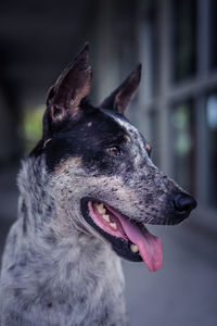 Close-up of dog sticking out tongue