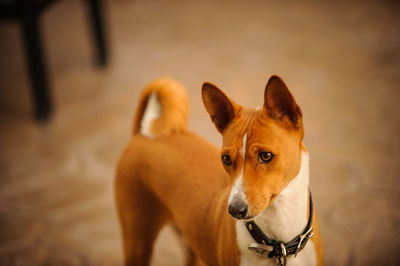 Close-up portrait of dog