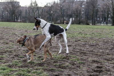 Dog on field