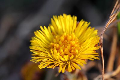 Close-up of yellow flowering plant