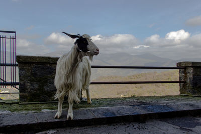 Goat standing on a railing