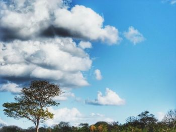 Low angle view of trees against sky