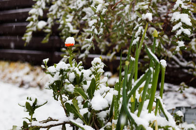 Close-up of white flowering plant during winter