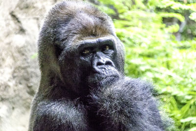 Close-up portrait of a monkey