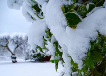 Close-up of snow on plant during winter