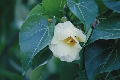 Close-up of flower growing on plant