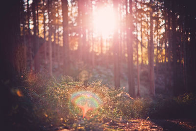 Close-up of trees in forest against bright sun