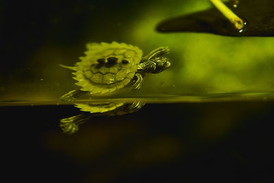 Close-up of insect on yellow flower