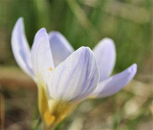 Close-up of white crocus flower