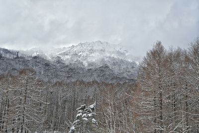 Low angle view of bare trees against snowcapped mountain