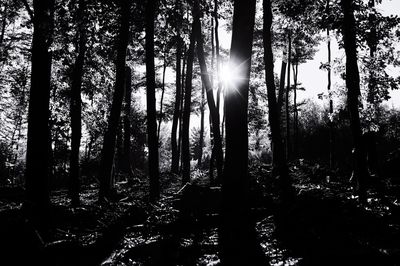 Sunlight streaming through trees in forest