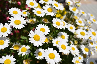 Close-up of white daisy flowers