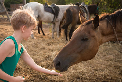 Side view of horses on field