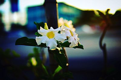 Close-up of flower blooming outdoors