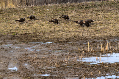Flock of birds in river